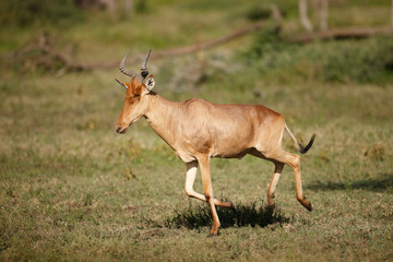 Hartebeest