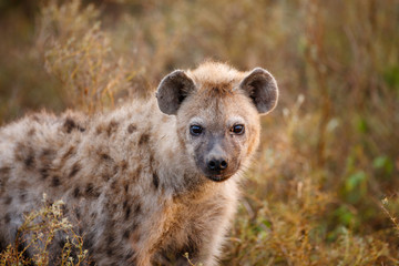 Spotted Hyena