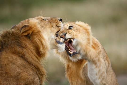 Lions Sparing