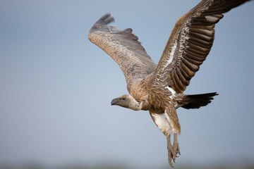 Obraz premium African White-backed vulture