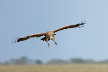 African White-backed vulture