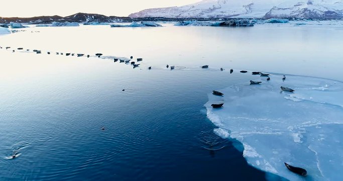 phoques sur la banquise