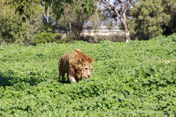 Male lion in grass