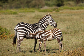 Fototapeta na wymiar Nursing Zebra