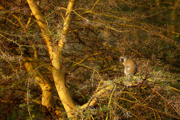 Vervet monkey