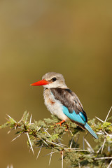 Grey-headed Kingfisher
