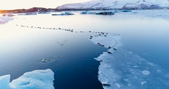 phoques sur la banquise