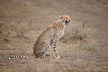 Cheetah Yawning