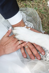 Bride and grooms hands with their wedding rings and dogs paw on it