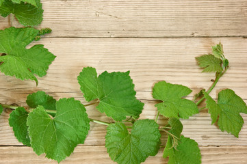 grapevine on a wooden background