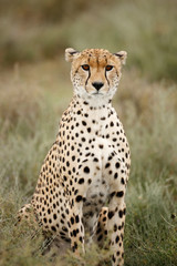 Cheetah