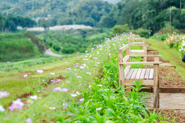background of beautiful flower in garden