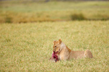 Lion Feeding