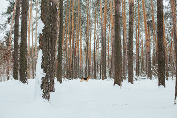 Beautiful german shepherd dog looks back at owner in winter cold forest with tall christmas trees. White and serene calm environment