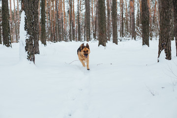 Beautiful healthy and fit german shepherd dog runs towards owner or master in middle of cold winter forest, covered in snow trees. Nature lifestyle active sports