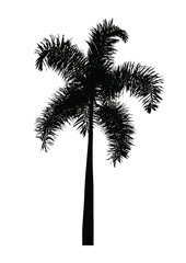 black silhouette palm tree, isolated natural plant sign, vector illustration