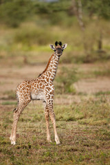 Naklejka na ściany i meble Young Giraffe