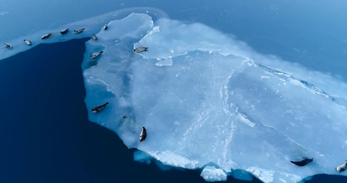 phoques sur la banquise