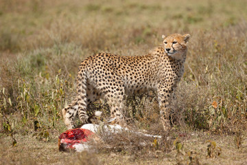 Cheetah with Kill
