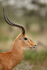 Impala