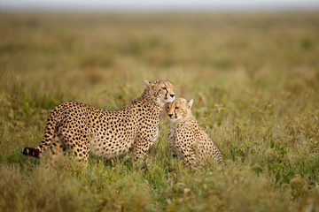 Cheetahs