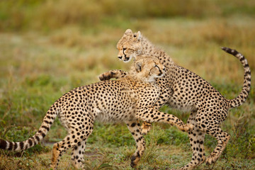 Cheetah's Playing
