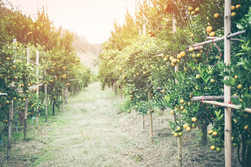 Fototapeta na wymiar Ripe and fresh oranges hanging on branch, orange orchard