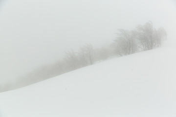 Landscape with a snow-covered and icy trees.
