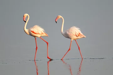 Deurstickers Two Flamingos © Paul