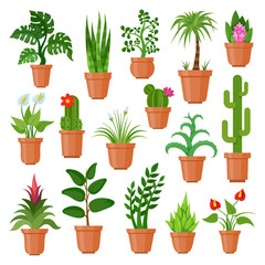 House pot plants
