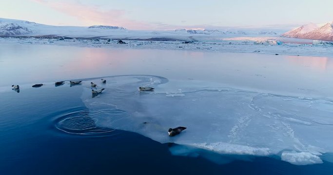 phoques sur la banquise