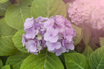 Obraz premium Hydrangea flower flower on light green leaf background with vintage light 