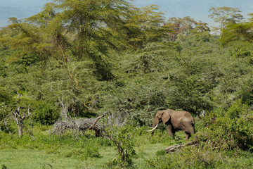 Fototapeta premium African Elephant