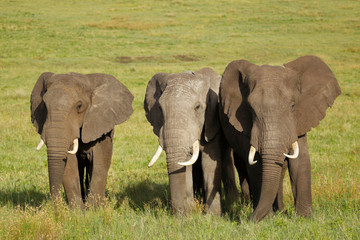 Three Elephants