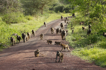 Baboons