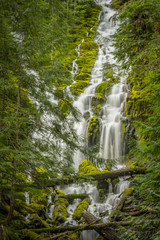 Upper Proxy Falls Flows Through Thick Forest