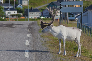 Fototapeta premium Reindeer tries to cross the highway near Skarsvag village, Finnmark, Norway