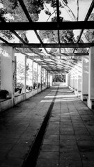 Spring garden way tunnel with white columns and a wooden pergola through which the sun rays pass, Barcelona, Spain. Black and white photography.