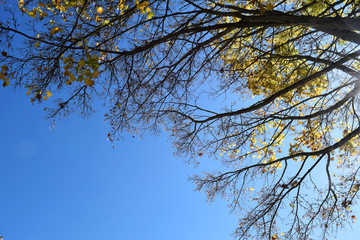 Gelbe Baumkronen vor dem blauen Himmel