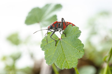 Red bug over a weed leaf, on white background. Spilostethus pandurus is a red and black insect, commonly known as seed bugs