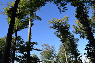 Baumkronen vor dem blauen Himmel