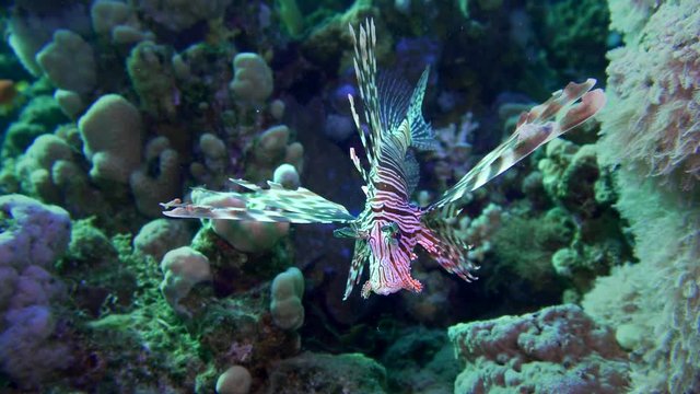 Lion fish. Diving in the Red sea near Egypt.
