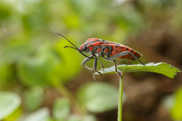 Beautiful seed bug over a small green leaf at garden weed. Side view of red and black insect (Spilostethus pandurus)