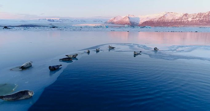 phoques sur la banquise