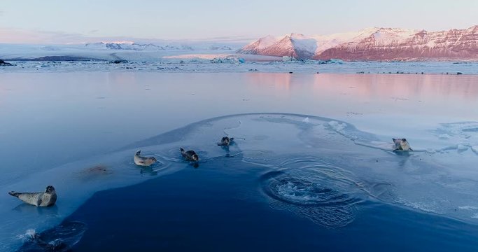 phoques sur la banquise