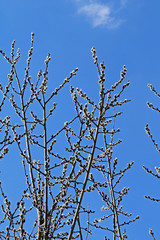 Flowering willow on a background of bright blue sky in spring