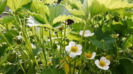 Strawberry Plant in the Garden in the Springtime.