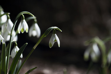 White Snowdrop Bloom