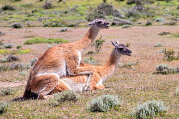 Guanako, Patagonia, South America chile