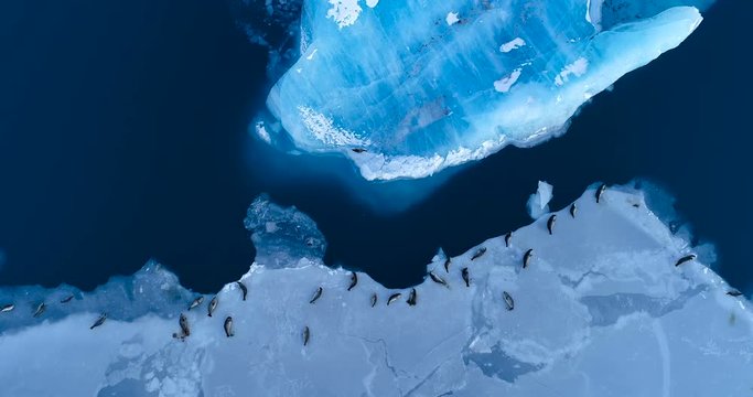 phoques sur la banquise